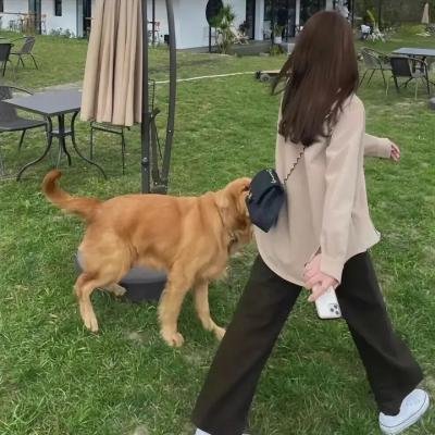 浪子娇娃